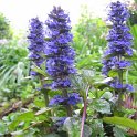 Ajuga reptans 'Purpurea'2